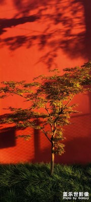 最近的一些隨手拍