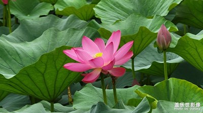 映日荷花別樣紅