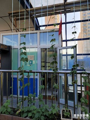 今日照片   BRT車站種的豆角結(jié)了