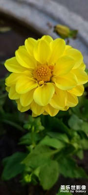 那些花