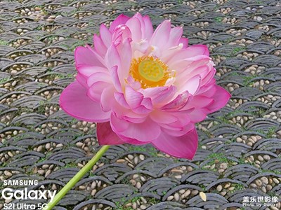 揚(yáng)州何園荷花開了隨手拍