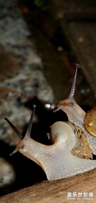 發(fā)現(xiàn)美～雨夜蝸牛