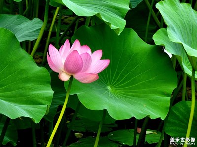 初荷一點(diǎn)點(diǎn)