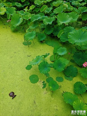 【星動一夏】荷花綻放