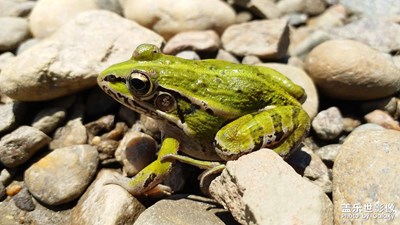 【星動一夏】+綠青蛙