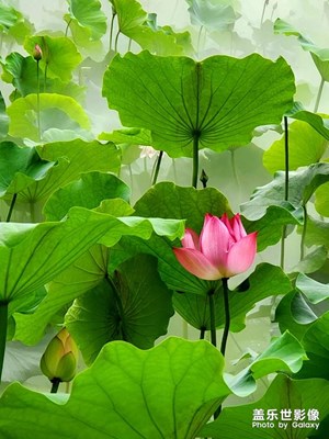 【星動(dòng)一夏】周末賞荷爬山