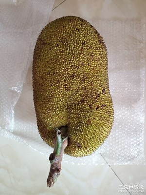 【美好生活】+菠蘿菠蘿蜜