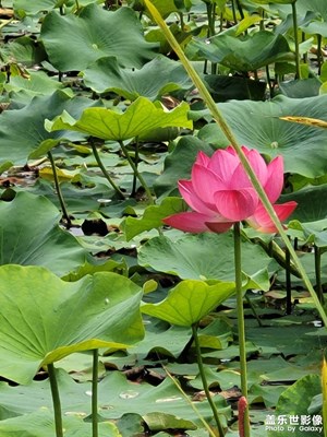 夏季荷塘