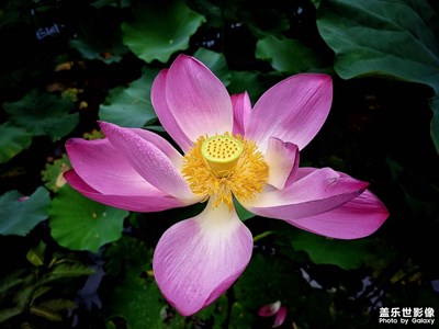 【美好生活】+荷塘閱色