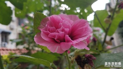 【星動一夏】+小區(qū)內(nèi)的美