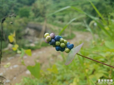 【星動一夏】+野花