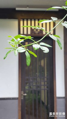 手機(jī)拍照的顏色太舒服了，好看