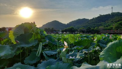 【瞬間精彩】+夏日荷香