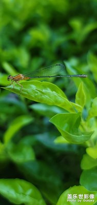 昆蟲都那么勤勞