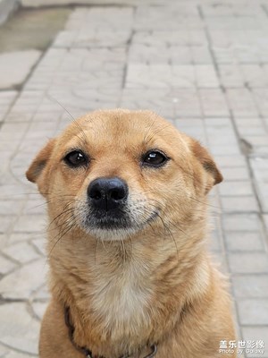 拍月亮整體成像效果挺好