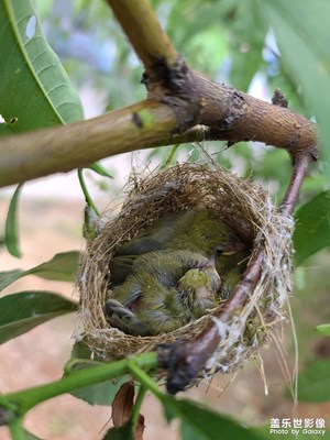 生命的誕生。