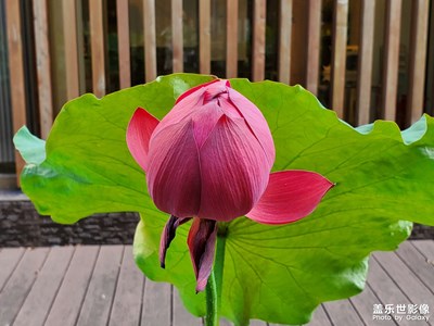 【夏了夏天】+夏日賞荷