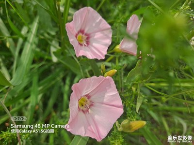 Galaxy A51 5G 植物