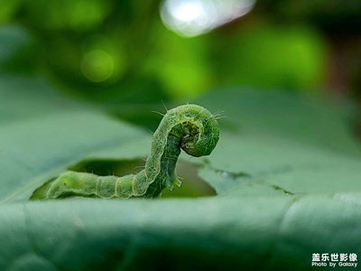 【夏了夏天】+

早上的蟲兒