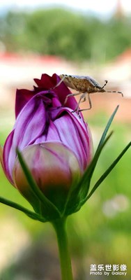 隨手拍美麗昆蟲