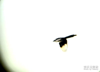 飛鳥抓拍   （手機+遠(yuǎn)攝鏡   手持拍攝)