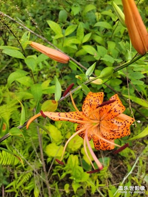 盛夏時(shí)節(jié)