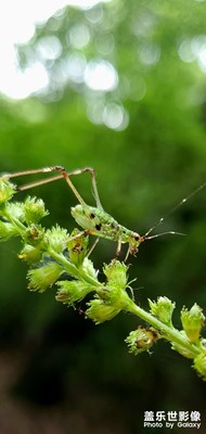 隨手拍昆蟲