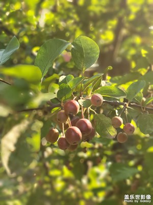 盛夏的果實(shí)