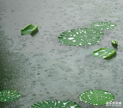 《盤心清露》     手機拍攝