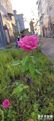 風(fēng)景，花草，夜景，美