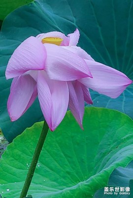 《雨荷圖》手機拍攝