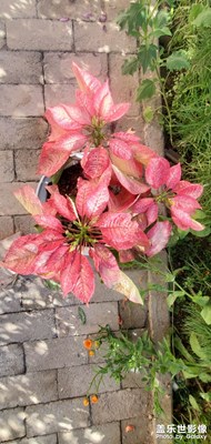 花美 人也美??????