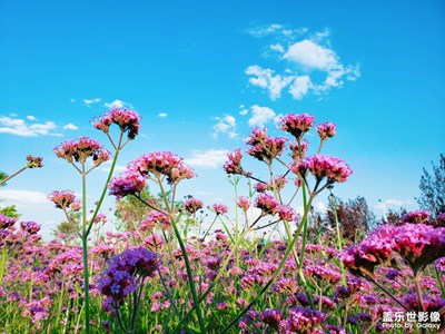 【閃亮的日子】馬鞭草