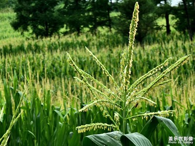 GalaxyS21ultra 10X攝影樣張