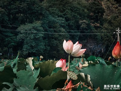 見過花開的人 便會懂得風(fēng)的溫柔