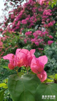 成片的三角梅真好看，我也要在老家種上一片三角梅