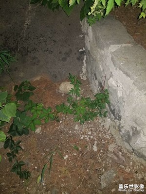 白仙兒