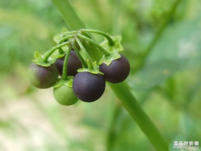 龍葵，小時候的味道