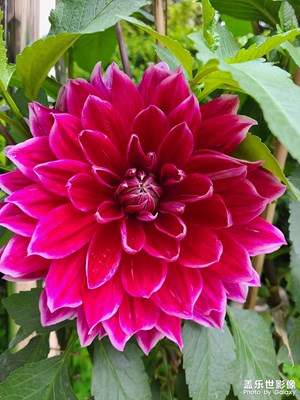 秋天的第一組花