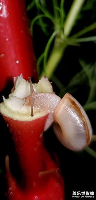 隨手拍～花間精靈