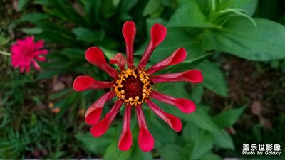 【花花草草】隨手拍的小花花