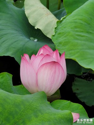 映日荷花別樣紅