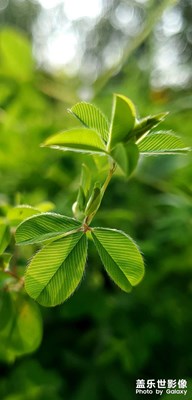 【光影故事】 特寫