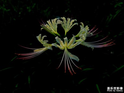 《彼岸花》手機拍攝