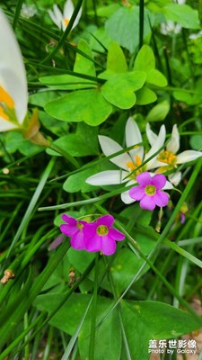 花花草草七月十五