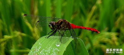 可愛(ài)的小精靈