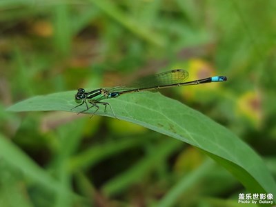 s21u之蜻蜓和豆娘