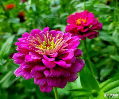 花花世界，花花草草