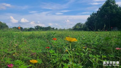 煙火人間 稻花香里說豐年