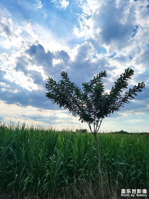 【煙火人間】 隨手拍